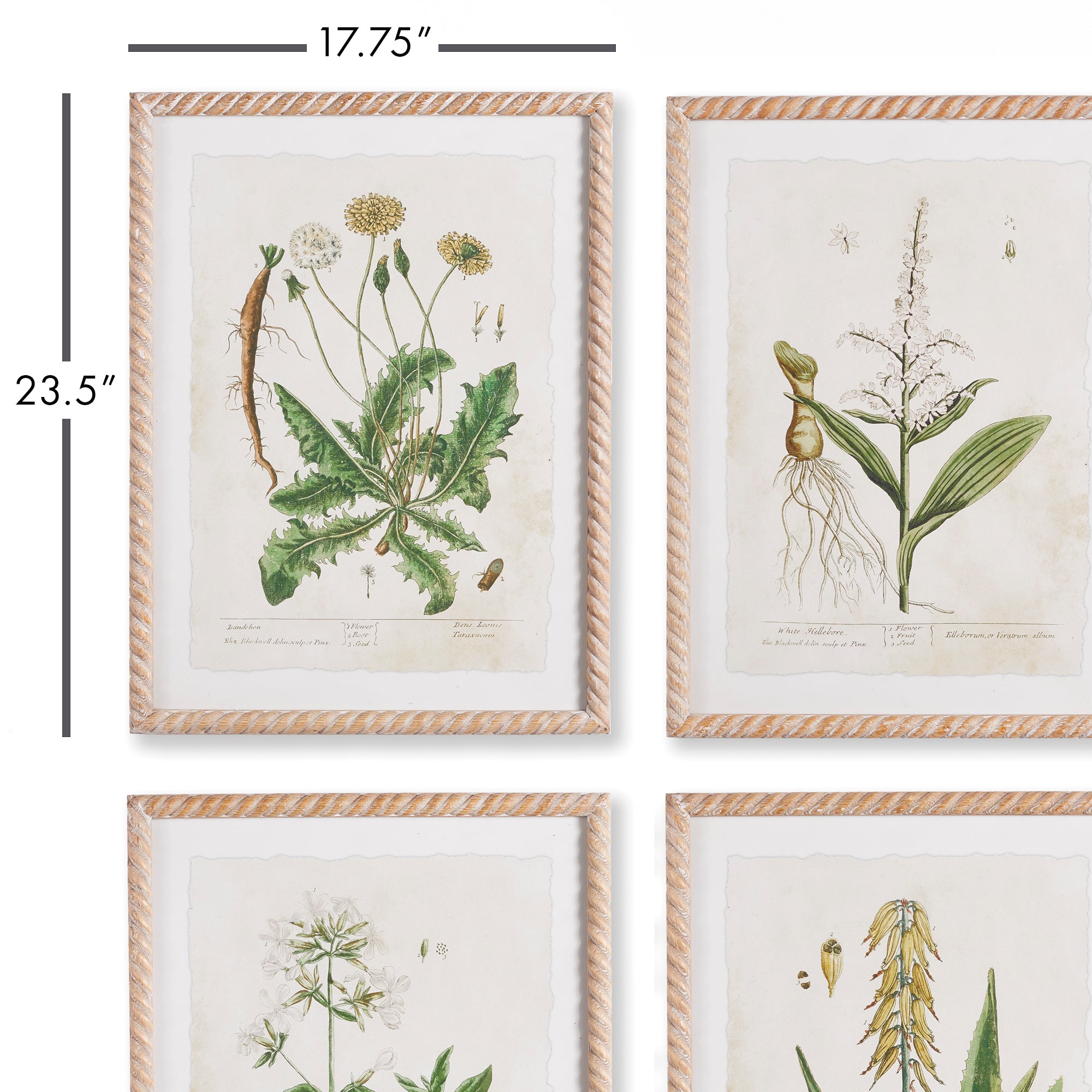 VINTAGE BOTANICAL STUDY, SET OF 4