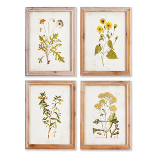 GOLDEN WILDFLOWER STUDY, SET OF 4