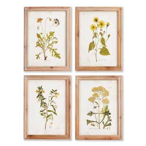 GOLDEN WILDFLOWER STUDY, SET OF 4