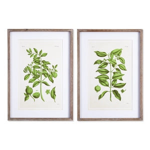 GUAVA PRINTS, SET OF 2