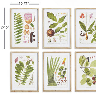 LEAF BOTANICAL STUDY, SET OF 6