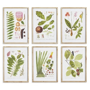 LEAF BOTANICAL STUDY, SET OF 6