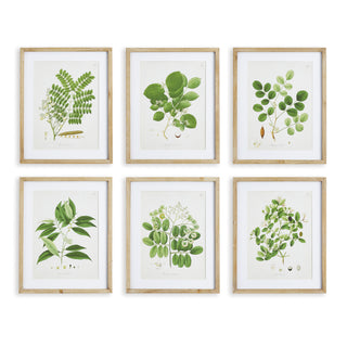 TREE LEAF STUDY, SET OF 6