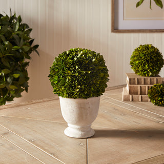 BOXWOOD BALL TOPIARY IN POT LARGE