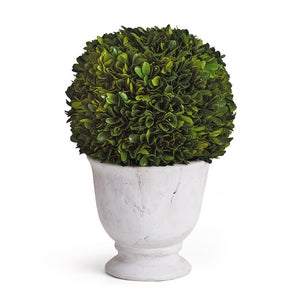 BOXWOOD BALL TOPIARY IN POT LARGE