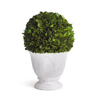 BOXWOOD BALL TOPIARY IN POT SMALL