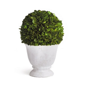 BOXWOOD BALL TOPIARY IN POT SMALL