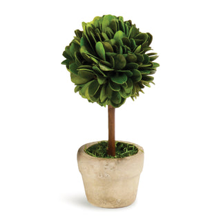 BOXWOOD MINI SINGLE BALL TOPIARY IN POT