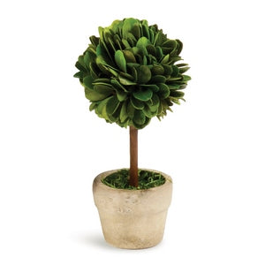 BOXWOOD MINI SINGLE BALL TOPIARY IN POT