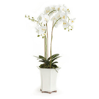 BARCLAY BUTERA PHALAENOPSIS IN CERAMIC POT 36"