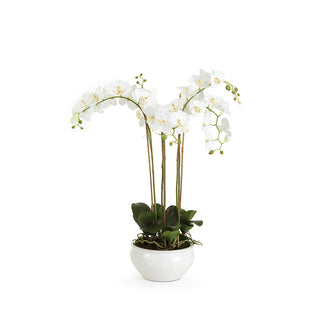 BARCLAY BUTERA PHALAENOPSIS IN CERAMIC BOWL 30"
