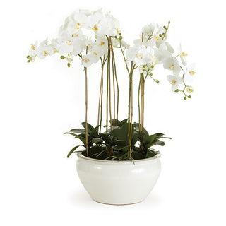 BARCLAY BUTERA PHALAENOPSIS IN CERAMIC BOWL 36"